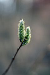 willow buds in spring 4