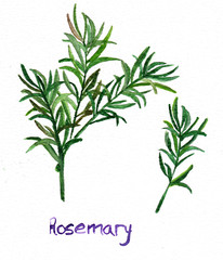 Fototapeta premium Rosemary watercolor hand drawing illustration