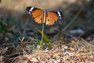 yellow butterfly on a flower 