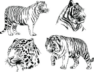 set of vector drawings on the theme of predators tigers are drawn by hand with ink tattoo logos