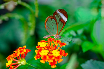 Closeup   beautiful  glasswing Butterfly (Greta oto) in a summer garden.