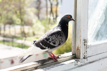 a dove sits on a windowsill
