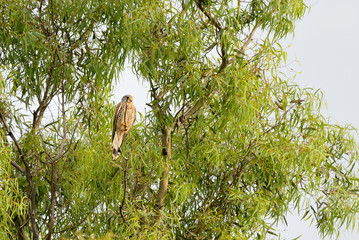 cernícalos adultos en la rama de un eucalipto  (Falco tinnunculus) Marbella Andalucía España