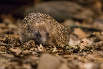 Hedgehog in the woods at night.