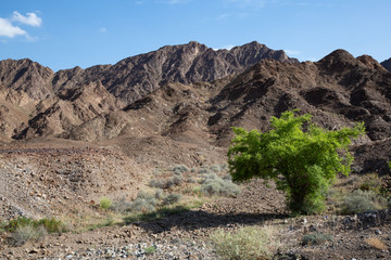 Green bush or tree in otherwise barren mountain landscape next to Wadi Hawqayn