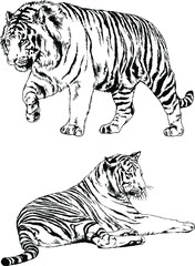 Fototapeta na wymiar tiger drawn with ink from the hands of a predator tattoo logo