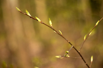 spreading leaves on a tree in spring 2