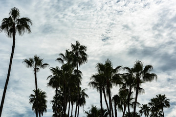 Fototapeta na wymiar Palm trees with cloudy sky on a rainy day