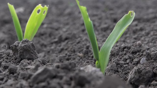 Stink bug and damaged corn crop seedling in field