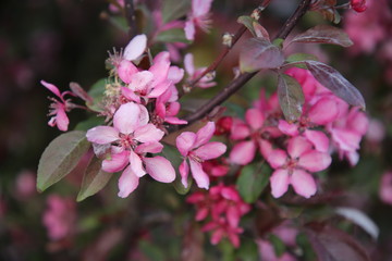 Spring blossom background. Beautiful nature scene with blooming tree and sun flare. Sunny day. Spring flowers.