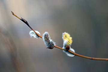 willow buds in spring 1