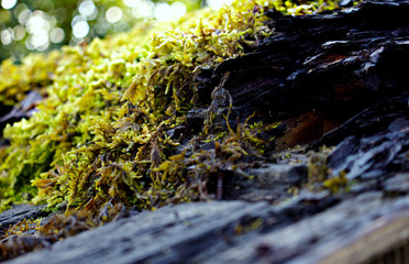 Beautiful moss on a wood roof 