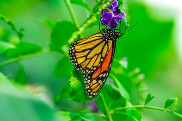 Fototapeta premium Monarch, Danaus plexippus is a milkweed butterfly (subfamily Danainae) in the family Nymphalidae butterfly in nature habitat.