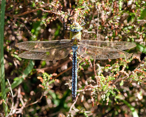 Emperor Dragonfly on foliage