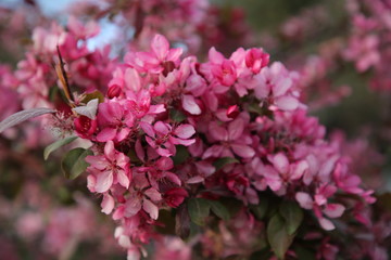 Spring blossom background. Beautiful nature scene with blooming tree and sun flare. Sunny day. Spring flowers.
