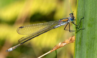 Emerald Damselfly on a leaf