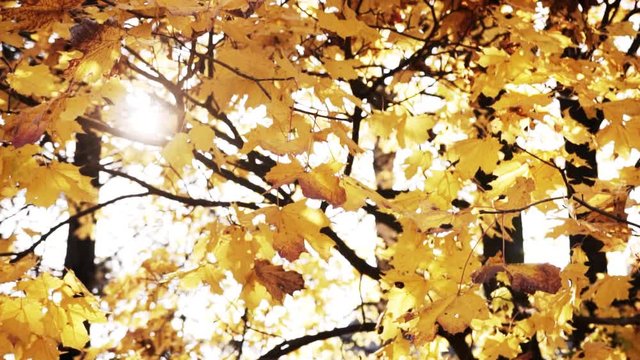 A yellow leafs maple tree sways in an autumn day under bright sunlight in the fresh air in a park