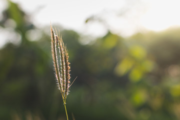 Close-Up Of Grass Flower Against Blurred Background