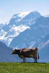 cow in the swiss alpine mountains against Mount Töbi in Glarus