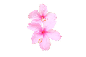 Isolated Couple Of  Pink Hibiscus Flowers On White Background 