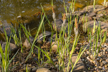 Blooming sedge Carex nigra (Carex melanostachya) Black or ordinary sedge on banks of pond. Huge boulders on shore. Evergreen landscaped garden. Fluffy yellow hats on black sedge.  Spring design