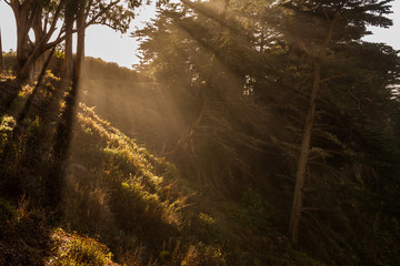 Sun Beams Streaming Through Monterey Cypress Trees Above McWay Cove, Julia Pfeifferm Burns State Park, Big Sur, California, USA