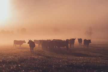 Salers cow in the morning fog in French Cantal	