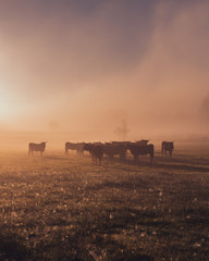 Fototapeta premium Salers cow in the morning fog in French Cantal 