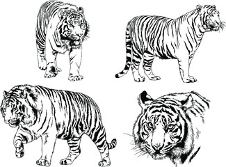 set of vector drawings on the theme of predators tigers are drawn by hand with ink tattoo logos