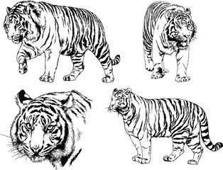 set of vector drawings on the theme of predators tigers are drawn by hand with ink tattoo logos