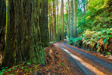 The Old Coast Road Surrounded by Coastal Redwoods and Bracken Ferns, Big Sur, California, USA