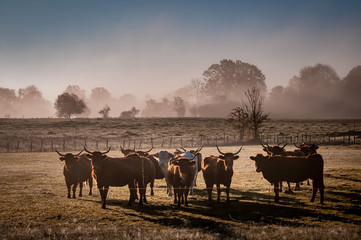 Salers cow in the morning fog in French Cantal	