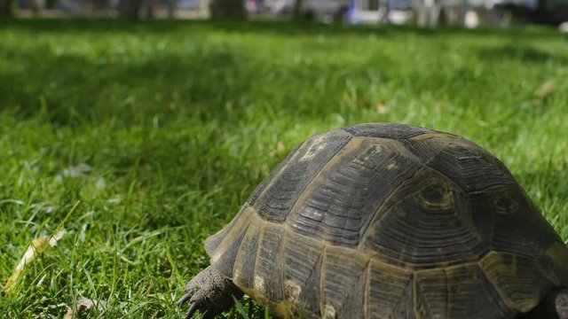 turtle on the grass
