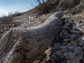 Fototapeta na wymiar Old tree trunk among the seashells