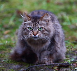 Grey fluffy cat with green eyes