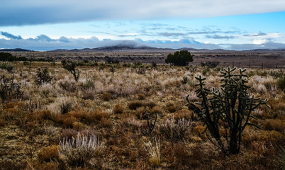Cacti (Cylindropuntia sp.) Prickly cylindropuntia with yellow fruits with seeds. New Mexico, USA