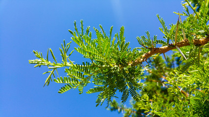 Acacia leaves against a clear blue sky, Johannesburg, South Africa