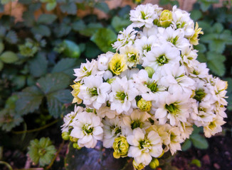 Yellow and white blossoms with green centre, Johannesburg, South Africa