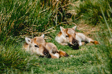 Schottland  Cairngorm Mountains Rentiere 