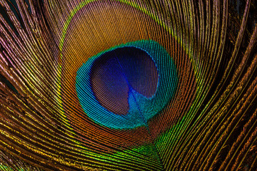 Obraz premium macro image of peacock feather/Peacock Feather