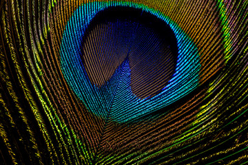 Fototapeta premium macro image of peacock feather/Peacock Feather