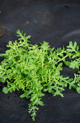 fresh arugula grows in the ground on black agrofibre