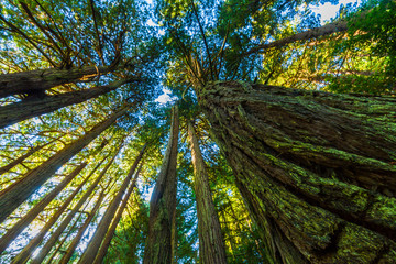 Towering Coastal Redwoods (Sequoia sempervirens),  The Old Coast Road., Big Sur, California, USA