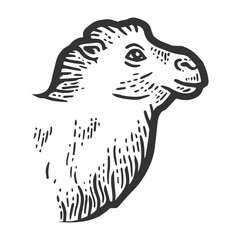 Animal fluffy, the head of a camel. Sketch scratch board. Side view.