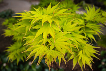 Close-up of Japanese Acer Leaves