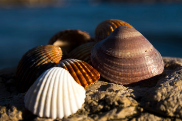 Clam shells