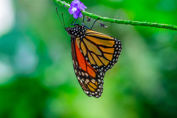 Fototapeta premium Monarch, Danaus plexippus is a milkweed butterfly (subfamily Danainae) in the family Nymphalidae butterfly in nature habitat.