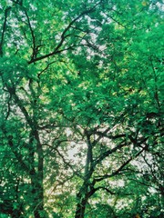 Sky of Green Leaves in Spring
