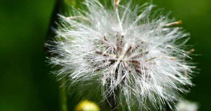 dandelion seeds close up in the nature spring time 