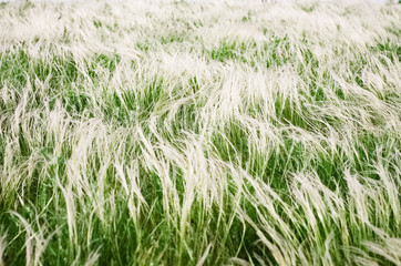 Wild field of white curly grass

